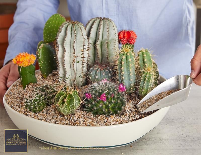 Cactus Dish Garden