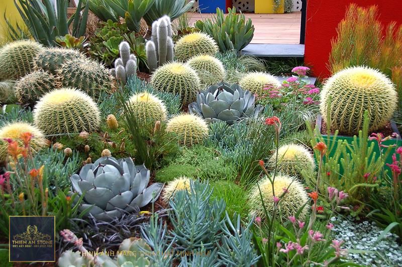 11 Ways to Use Cactus to Enhance Your Landscaping