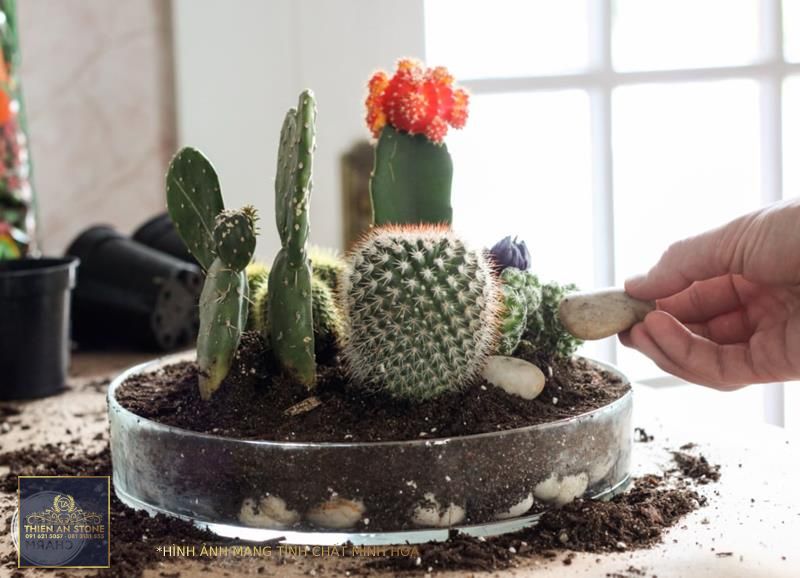 Tabletop Cactus Planter