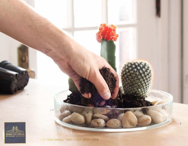 Tabletop Cactus Planter