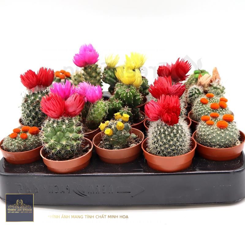 Ornamental Cactus 5-8cm - Buy Online - Green Souq UAE