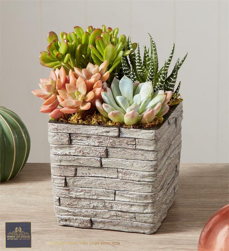 Succulent Gifts  Cacti Delivery | 1800Flowers