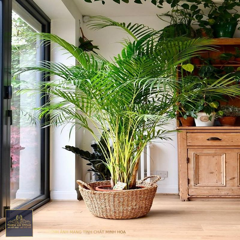 5 lưu ý khi thiết kế cây trong nhà để tạo không gian xanh trong tổ ấm