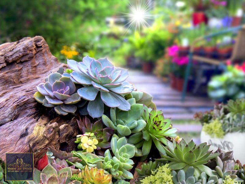 Succulent Garden Design: Planning, Growing And Care Of Succulent Garden  Plants