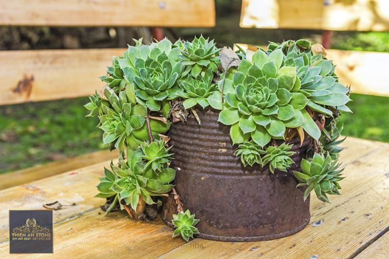 Creative Containers For Succulents - Using Interesting Containers For  Succulent Gardens
