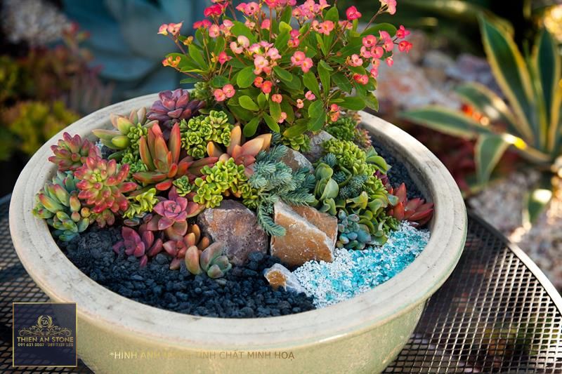 How to Make a Mini Succulent Garden for a Portable Potted Display