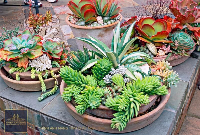 25 Outdoor Succulent Container Ideas that Resist Heat and Drought