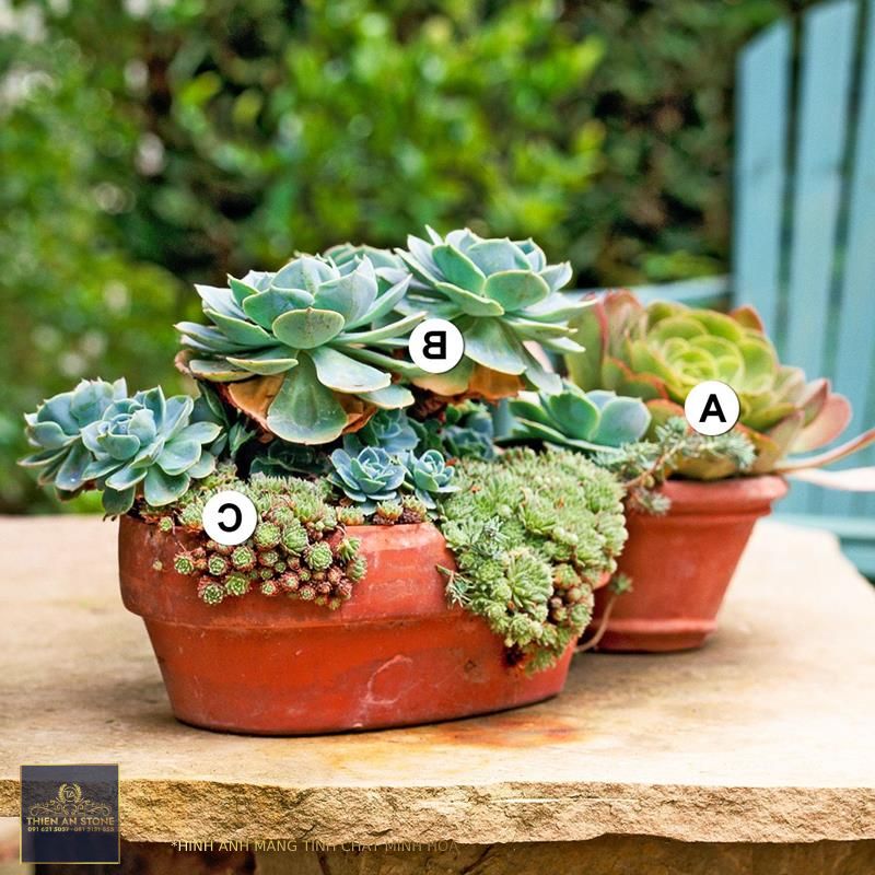 25 Outdoor Succulent Container Ideas that Resist Heat and Drought
