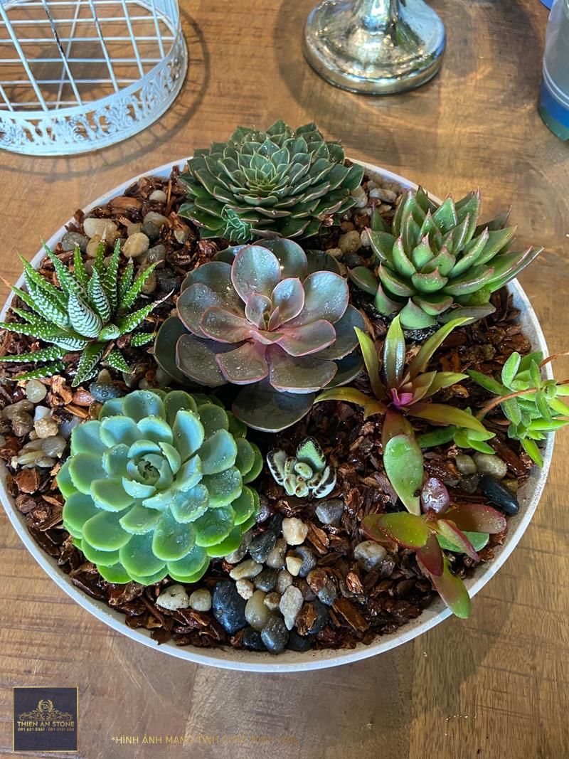 Succulent Garden – Port Moody Flowers