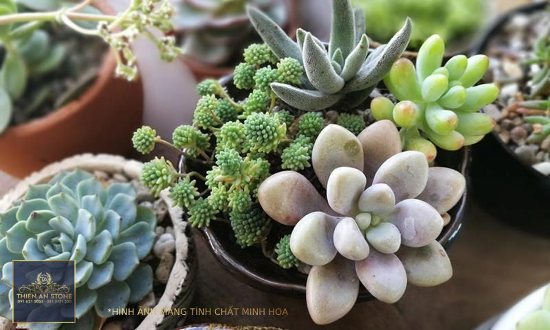 Why succulents make great apartment plants : One On Whiteley