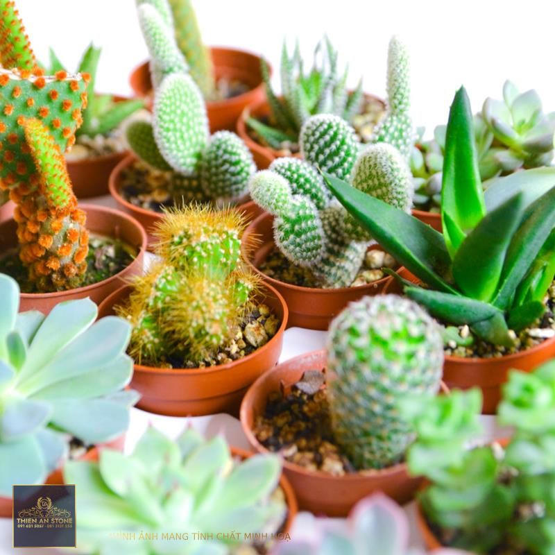 Mini Succulent  Cactus Assorted Tray – Dásos Farms