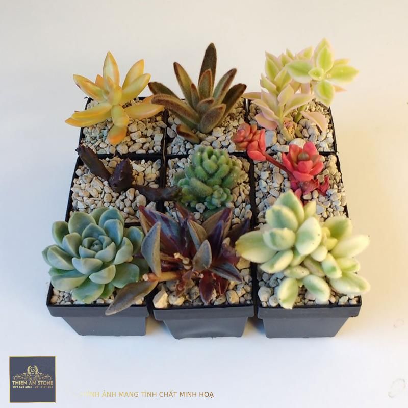 Quality Mini Cactus  Succulent Pots for Sale - Sunnyplants.com