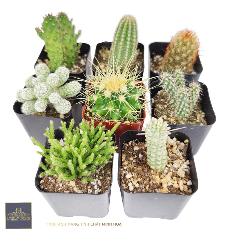 Cutest Little Mini Cactus Pack | Live Cactus Assorted Pack for Sale Online  - Succulents Box
