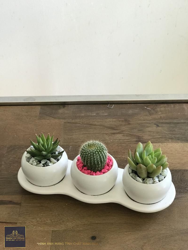 mini Succulent Collection - Mini cactus  succulent Trio — Sweet Blooms  Atelier