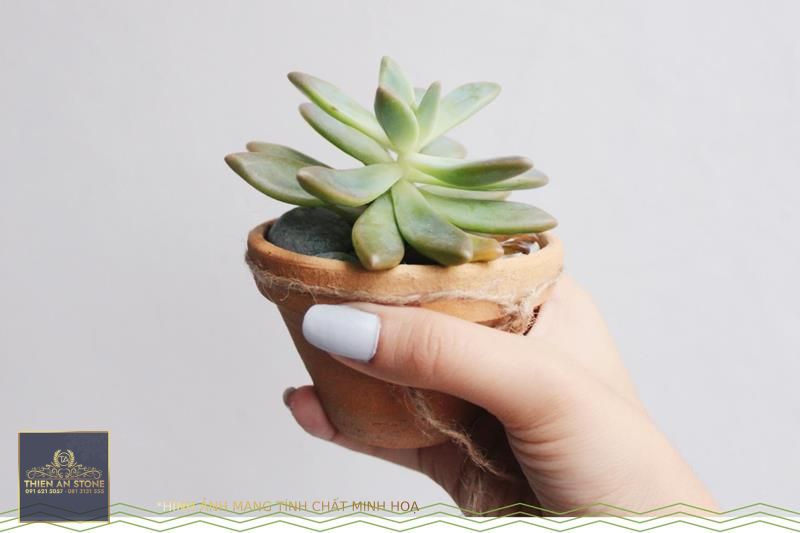 11 Adorable Mini Succulents Uses + Growing Tips - ProFlowers Blog