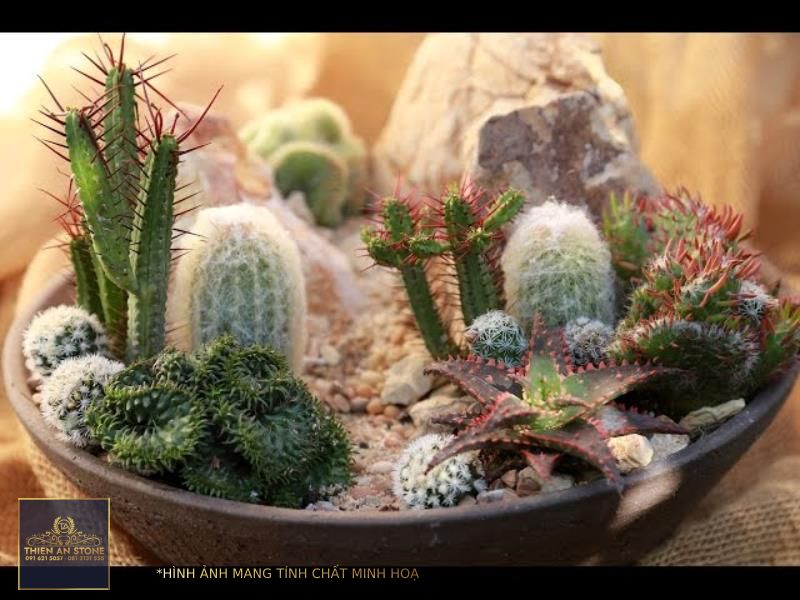 How to Make a Mini High Desert Cactus Garden - YouTube