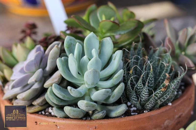 Succulent Care and Display Tips - New England