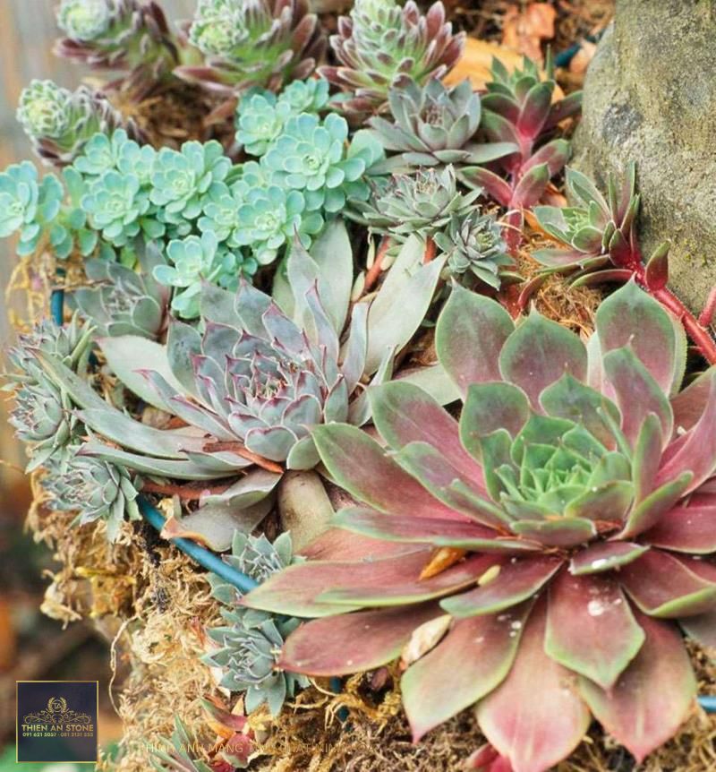 Succulent Garden Ideas: 14 Looks For A Stylish Outdoor, 53% OFF
