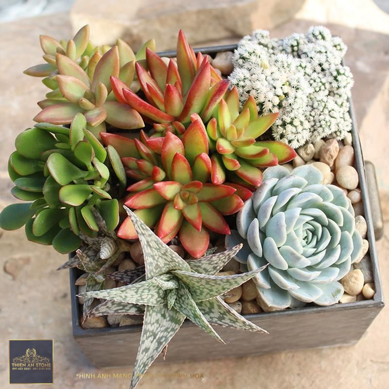 How to Care for Succulents - The Home Depot