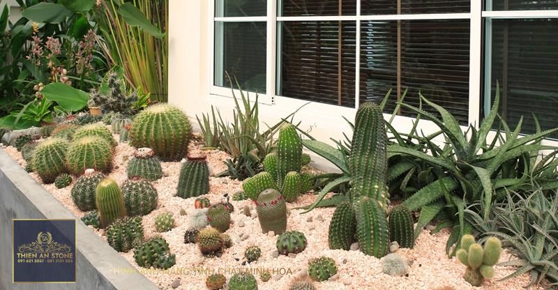 How to Grow Cacti Outdoors
