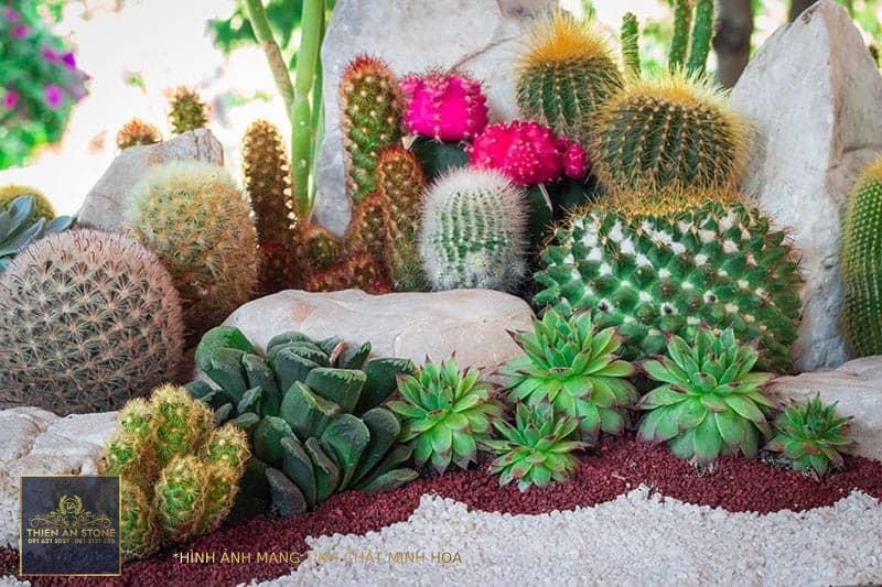 25 Beautiful Cactus Garden Ideas | Trees.com