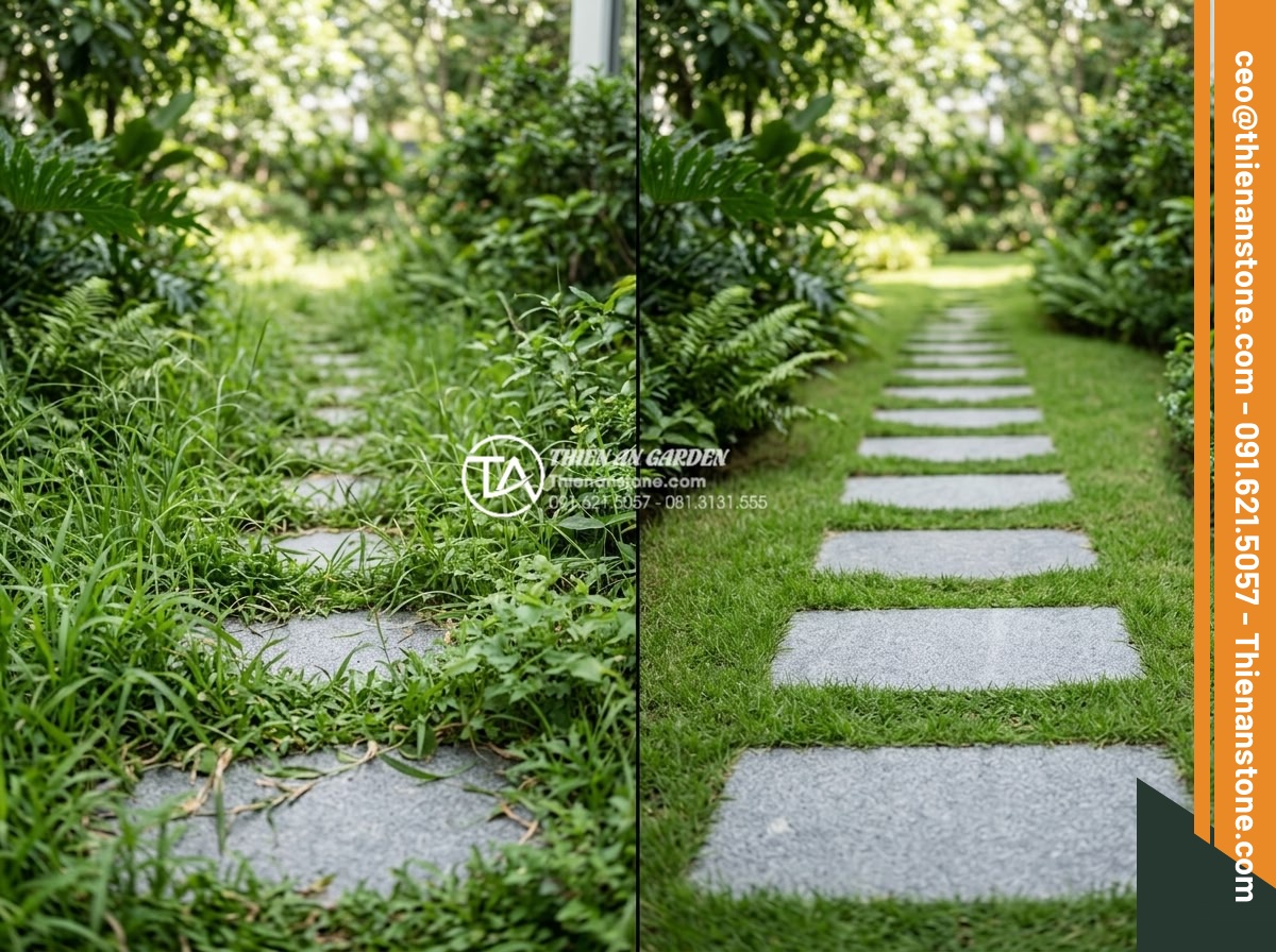 Đá Dặm Bước - Before and after maintenance comparison of stepping stone path, left side showin