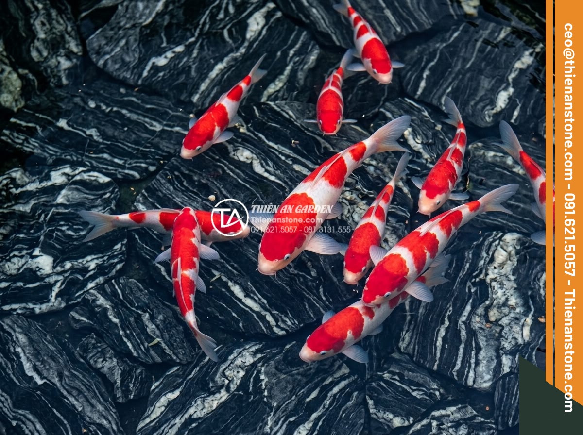 Đá Làm Hồ Cá Koi - Hình 20 Đá Làm Hồ Cá Koi - Dark natural stones in koi pond bottom with vibrant red and white Kohaku koi fis
