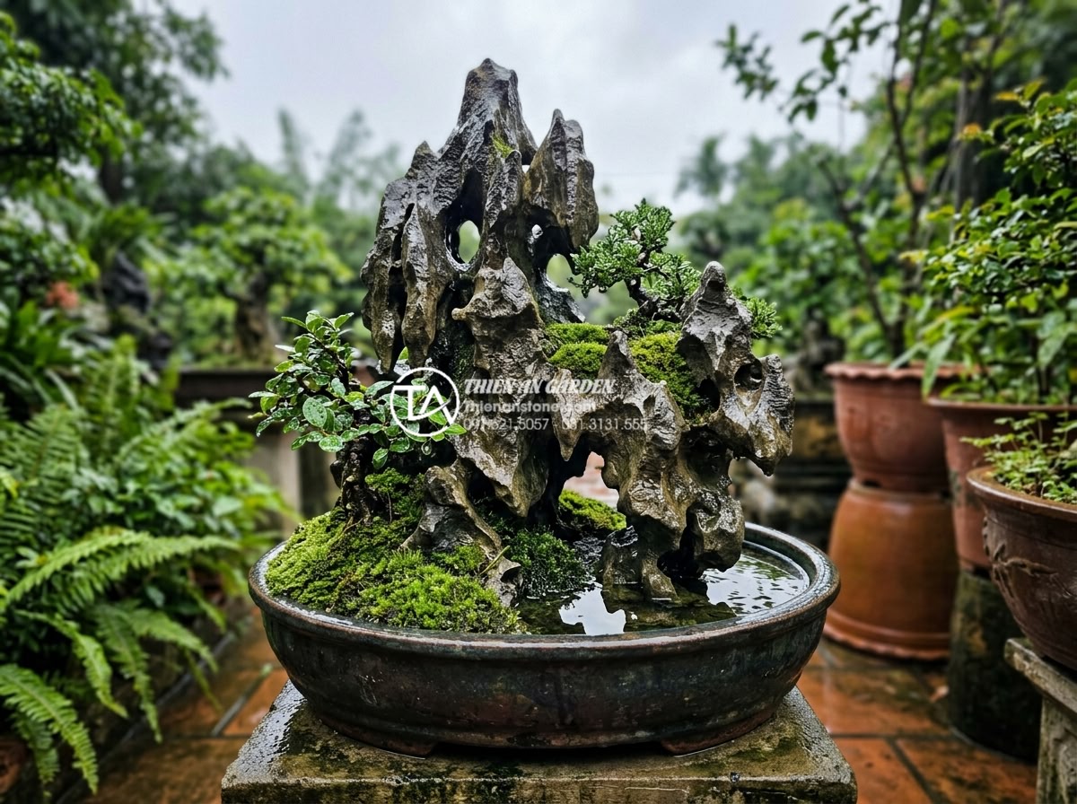 Đá Tai Mèo Làm Bonsai - Cat ear stone bonsai arrangement after rain, wet stone surface showing enhanced 