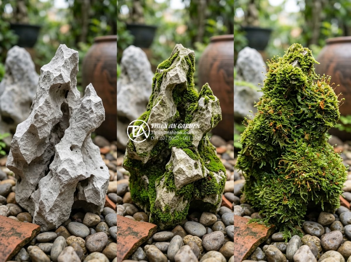 Đá Tai Mèo Làm Bonsai - Time progression of moss growth on cat ear stone, fresh stone versus stone with 