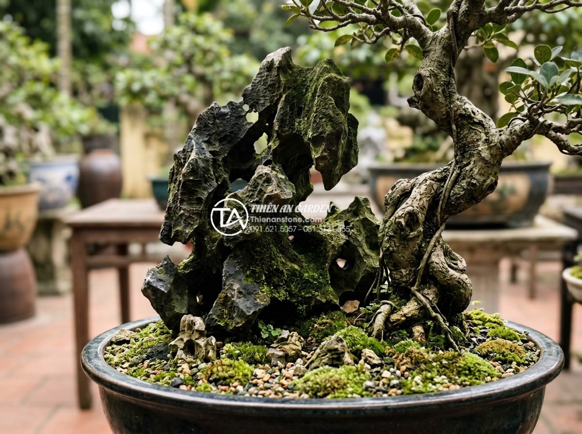 Đá Tai Mèo Làm Bonsai - Aged cat ear stone in a mature bonsai arrangement, rich patina and moss coverage