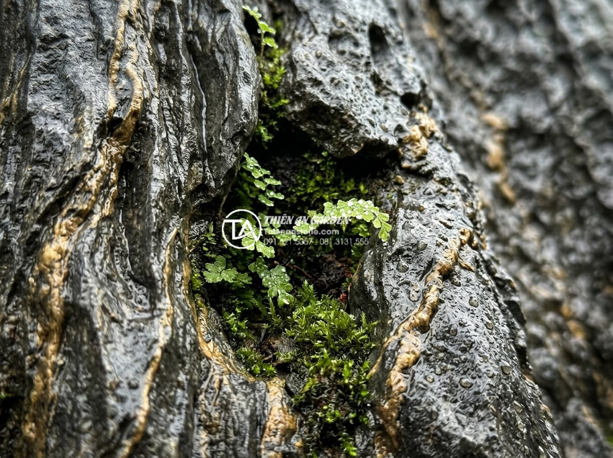 Đá Trầm Tích - Close-up of weathered sedimentary rock surface with natural cavities, moss growi