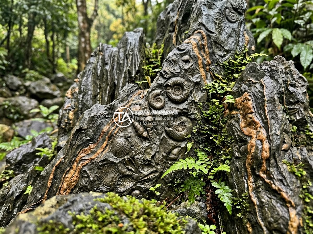 Đá Trầm Tích - Fossils visible in sedimentary rock surface, ancient shell and marine organism i