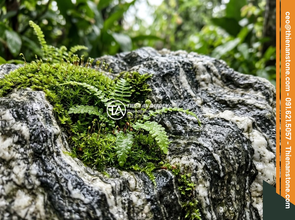 Thiết Kế Sân Vườn - Close-up of moss and small ferns growing naturally on aged natural stone surface