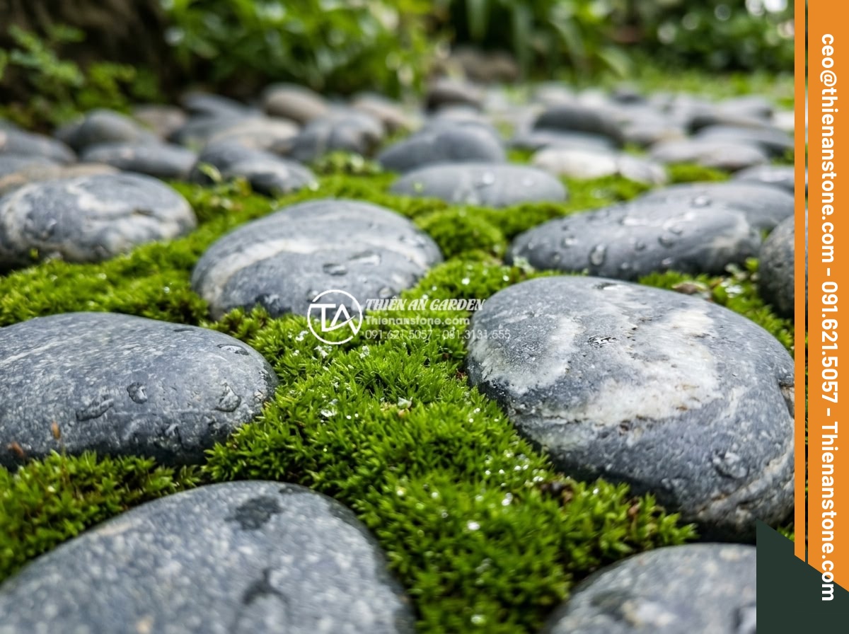Tiểu Cảnh Đá Cuội - Close-up of moss growing between smooth pebbles in a garden, showing the contras