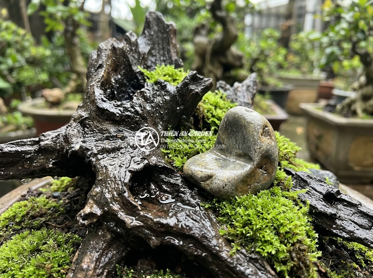 Tiểu Cảnh Gỗ Lũa - Driftwood miniature landscape after rain, wet glistening surface with water drop