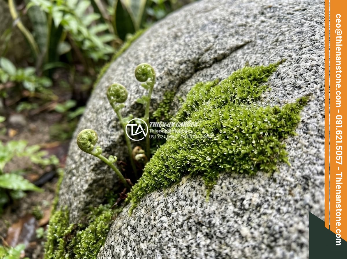 Tiểu Cảnh Góc Sân - Hình 23 Tiểu Cảnh Góc Sân - Close-up of natural moss growing on stone surface in a corner garden, tiny water