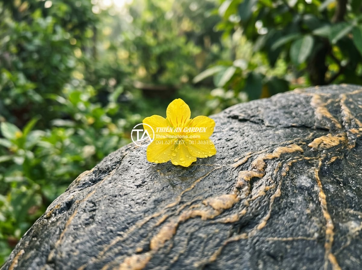 Tiểu Cảnh Hoa Tết - Serene close-up of a single perfect yellow mai blossom resting on a weathered na