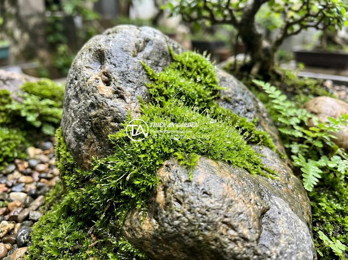 Tiểu Cảnh Sân Vườn - Hình 38 Tiểu Cảnh Sân Vườn - Beautiful moss growing on natural stone surface in garden miniature landscape, v