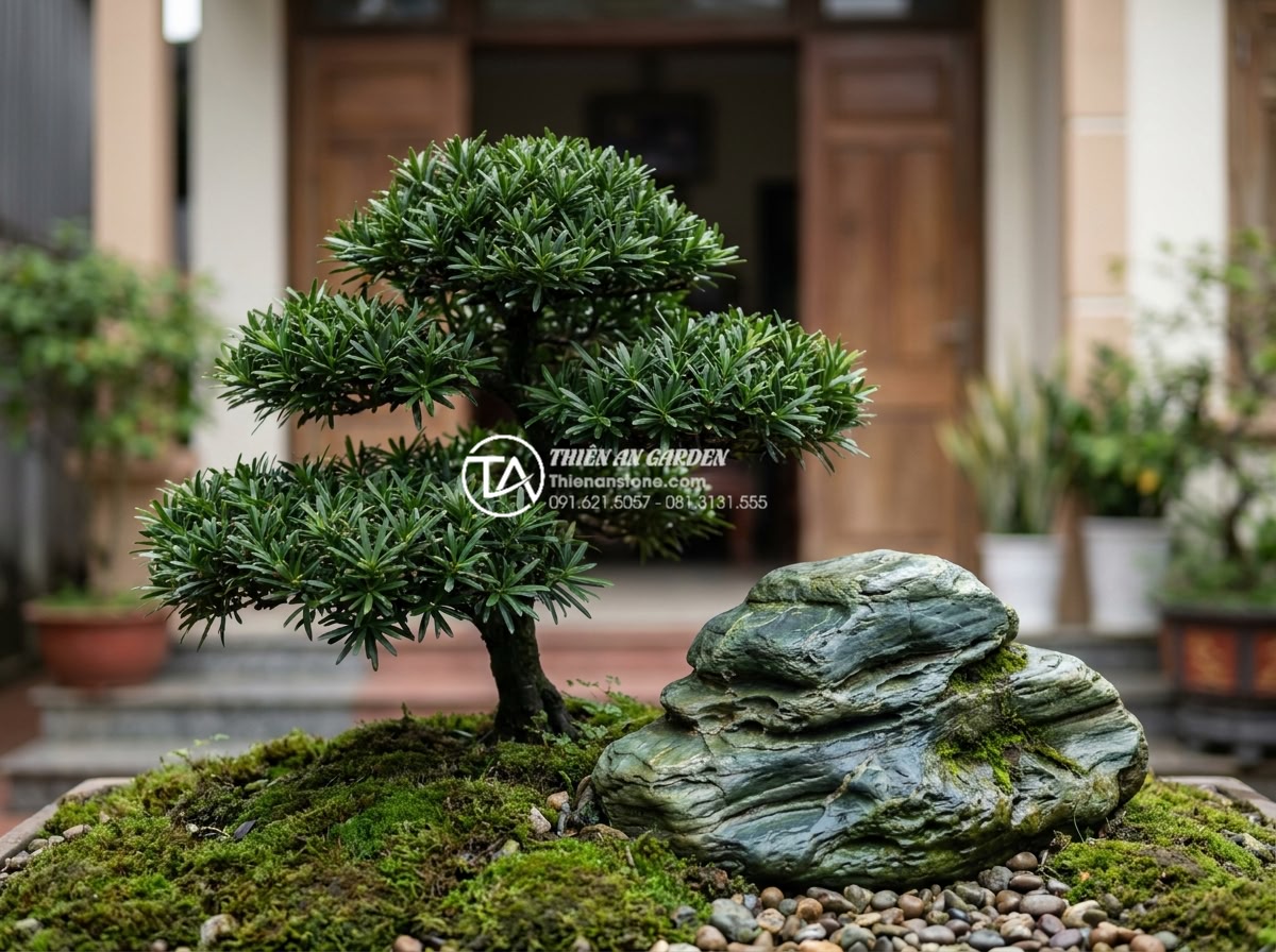 Tiểu Cảnh Trước Nhà - Hình 21 Tiểu Cảnh Trước Nhà - Focal point ornamental tree in front yard miniature landscape, beautifully shape