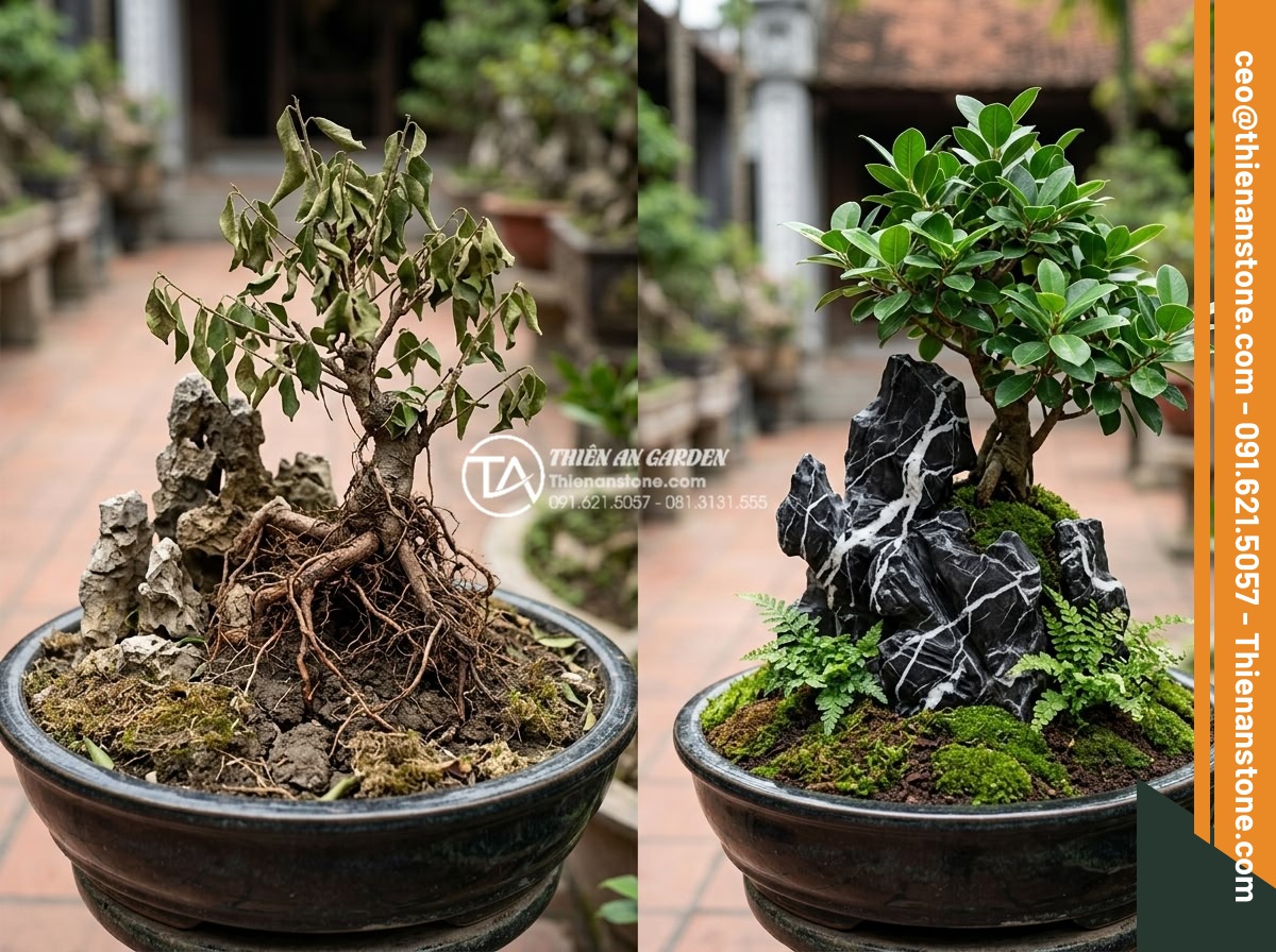 Cách xử lý rễ cây nổi khi làm tiểu cảnh để không gây hại cho cây - Hình 3 Cách xử lý rễ cây nổi khi làm tiểu cảnh để không gây hại cho cây - Realistic before-after comparison image of damaged miniature landscape due to im