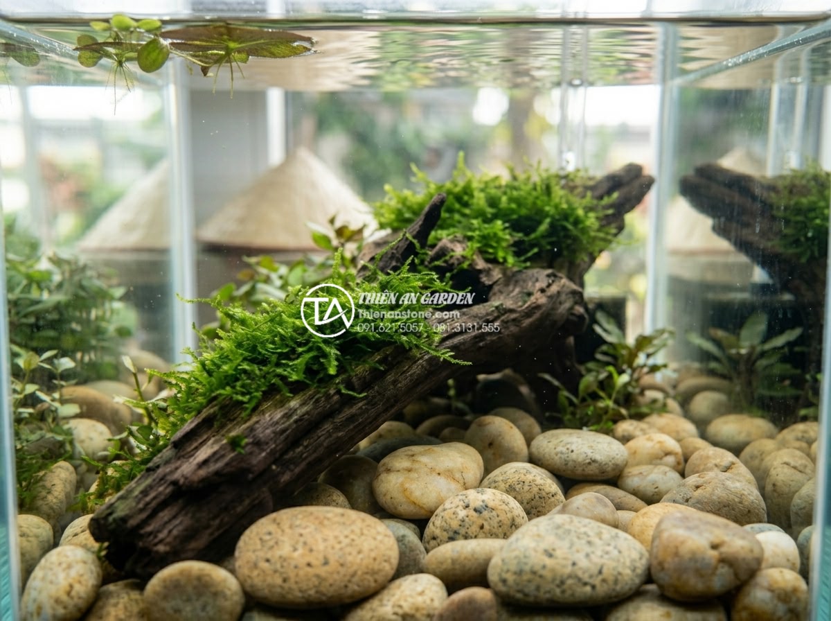 So sánh tiểu cảnh gỗ lũa khô và tiểu cảnh gỗ lũa bể cá (Aquascaping) - Submerged driftwood in aquarium after 2 years showing healthy moss growth withou