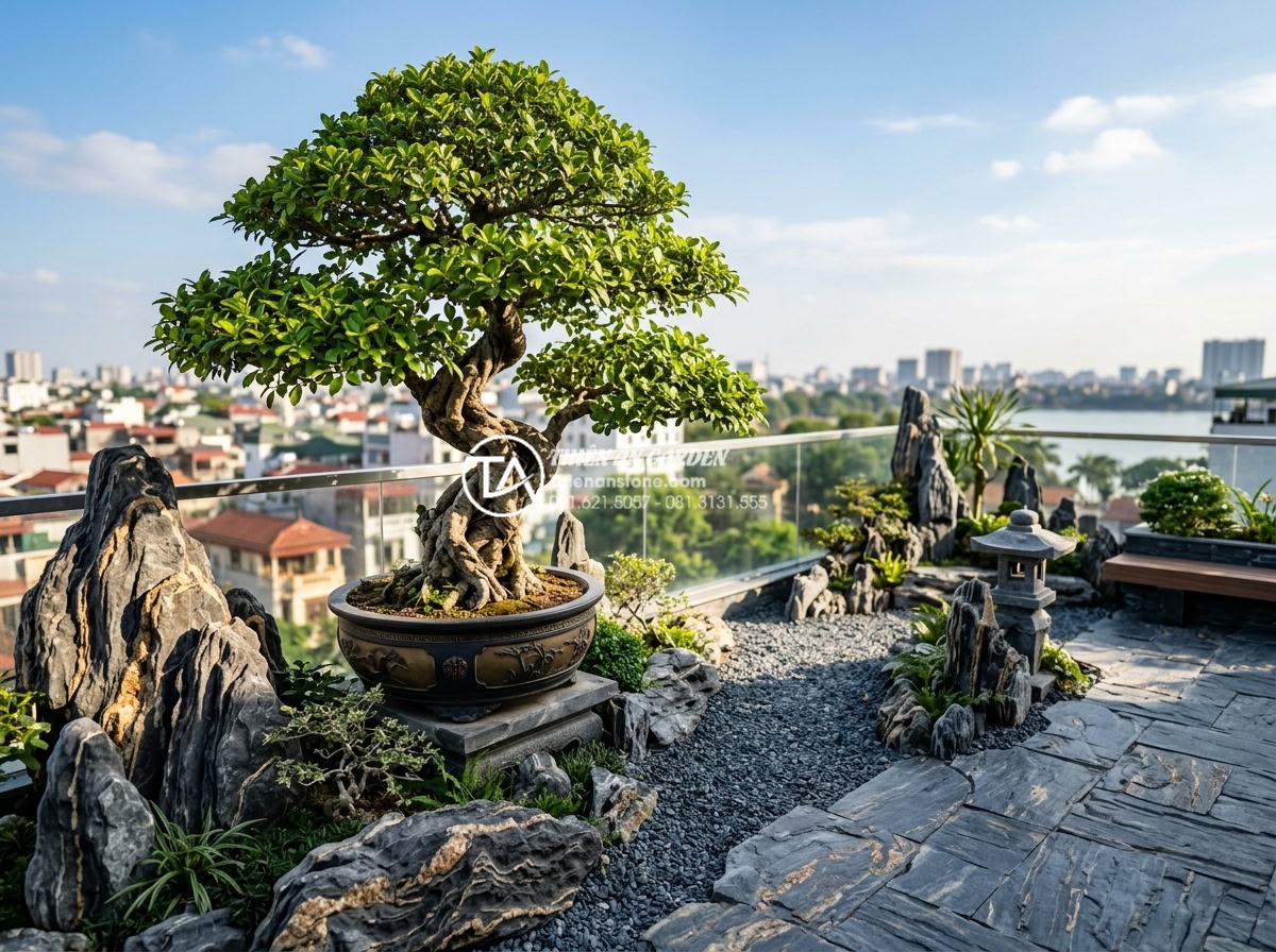 Bí quyết chọn cây bonsai cho tiểu cảnh sân thượng luôn xanh tốt - Professional high-resolution photograph of a lush mature Ficus bonsai tree with 