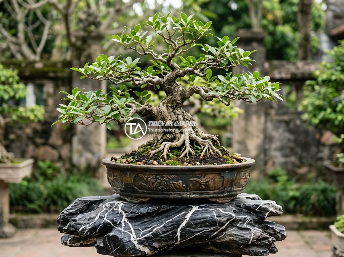 Bí quyết chọn cây bonsai cho tiểu cảnh sân thượng luôn xanh tốt - Detailed close-up of a perfectly shaped Vietnamese bonsai tree in a traditional 