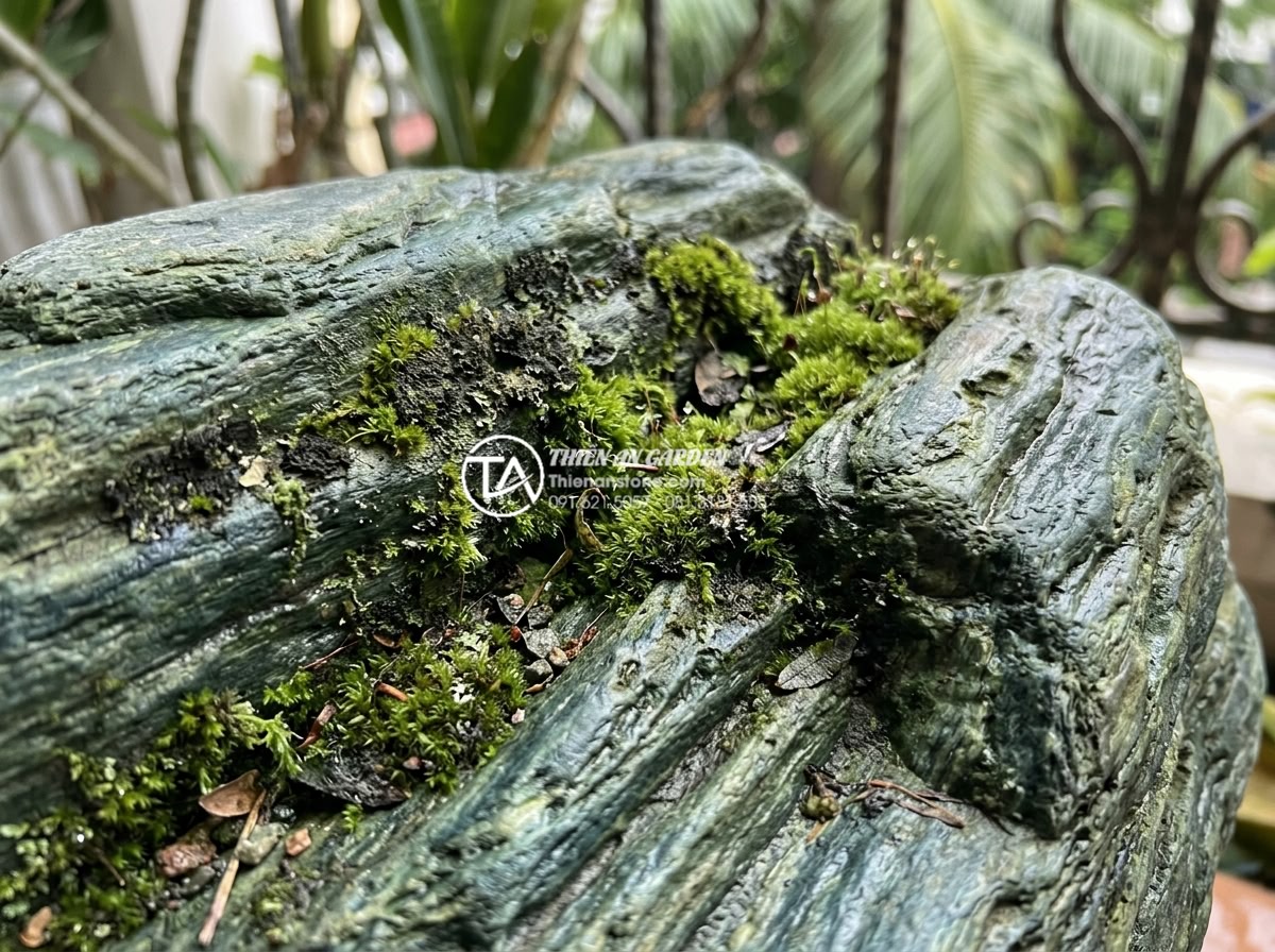 Bí quyết giữ cho đá trang trí ban công luôn sạch và không bị rêu mốc - Detailed close-up of moss and mold growing on porous natural stone surface on a 