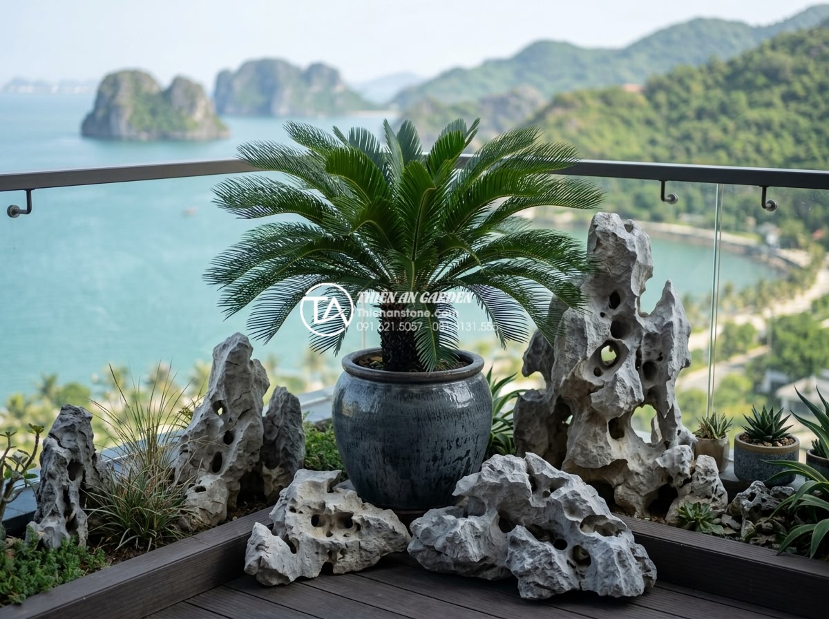 Top 10 loại cây chịu nắng cực tốt phù hợp với tiểu cảnh đá ban công - Elegant Cycas revoluta plant positioned with premium natural stones on a luxury 