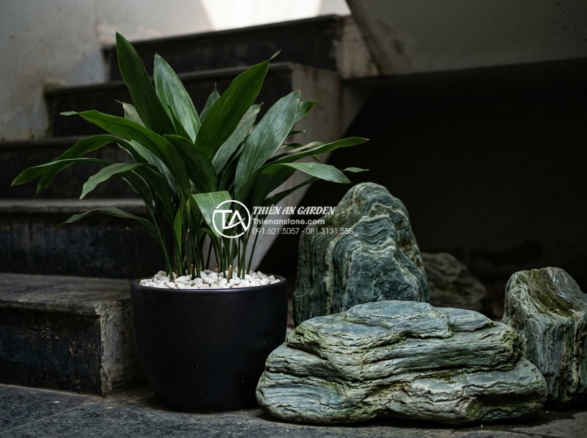Top 10 loại cây trồng dưới gầm cầu thang không cần nắng vẫn xanh tốt - Hardy Cast Iron Plant (Aspidistra elatior) with deep green leathery leaves in mi