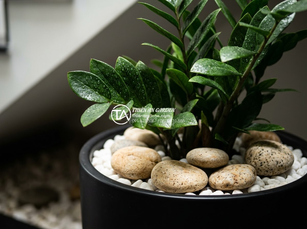 Top 10 loại cây trồng dưới gầm cầu thang không cần nắng vẫn xanh tốt - Elegant close-up of glossy ZZ Plant (Zamioculcas zamiifolia) leaves with water d