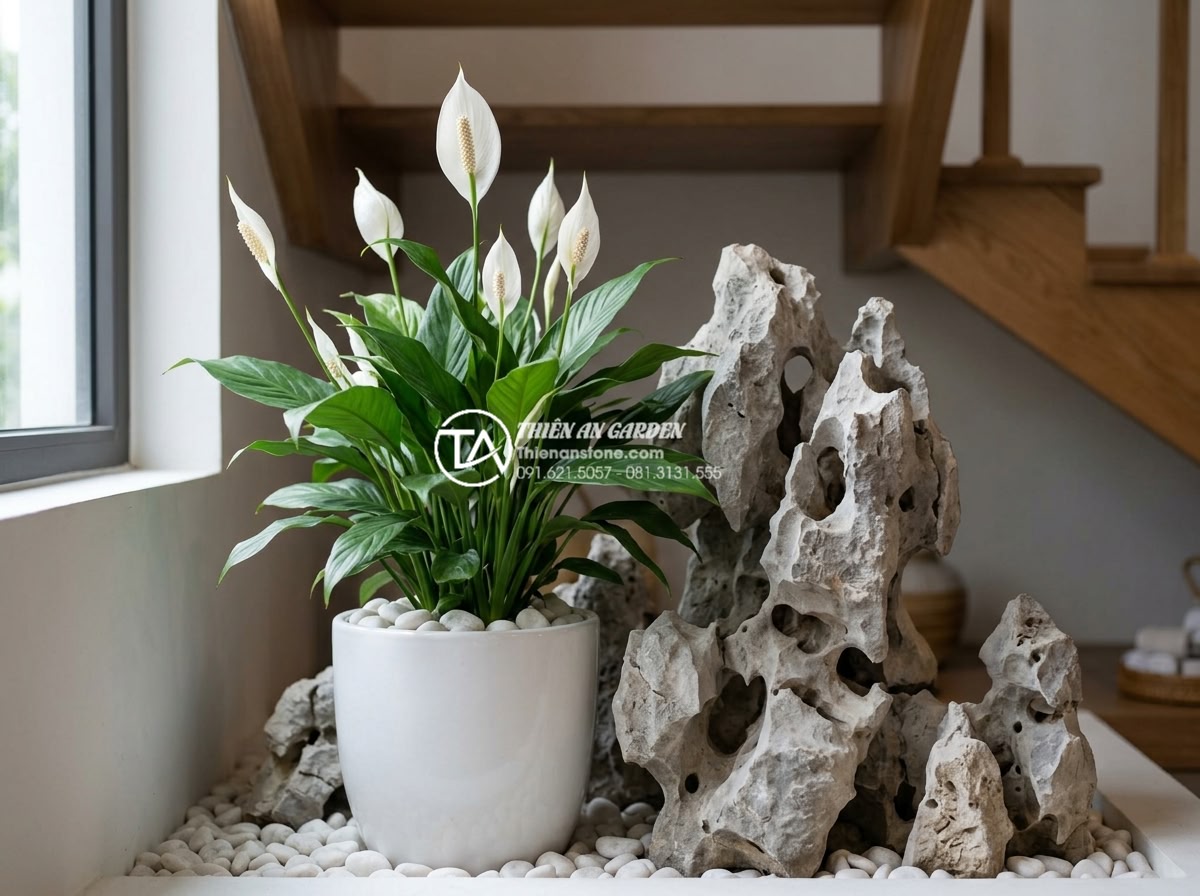 Top 10 loại cây trồng dưới gầm cầu thang không cần nắng vẫn xanh tốt - Beautiful Peace Lily (Spathiphyllum) with pristine white flowers and dark green 