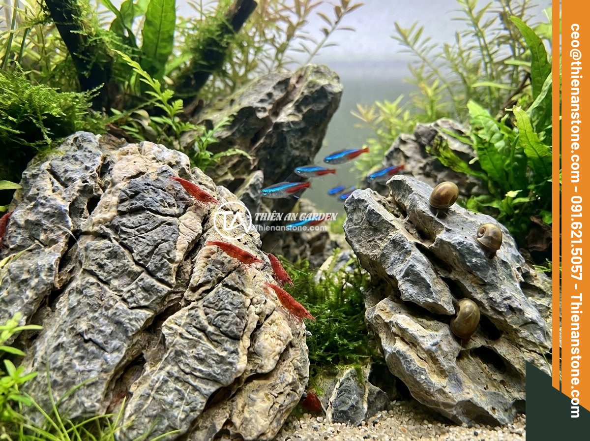 Đá Da Voi Thủy Sinh Là Gì? Đặc Tính Và Cách Ứng Dụng Trong Bể Cá Cảnh, Aquascape - Vibrant planted aquarium with elephant skin stone hardscape, red cherry shrimps 
