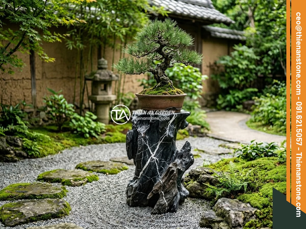 Đôn kê cây đá lũa đen - Hình 7 Đôn kê cây đá lũa đen - A black driftwood stone pedestal with a pine bonsai placed in the northeast corn